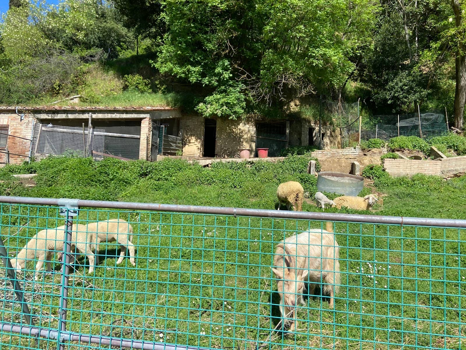 Farm Animal Encounters