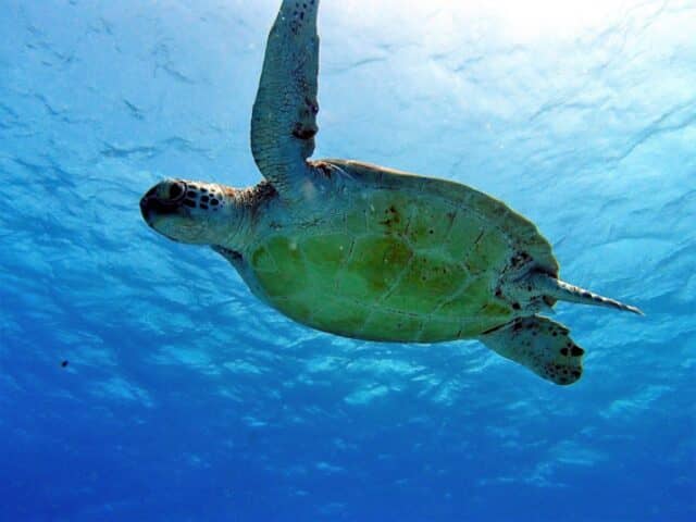 Vibrant Underwater World