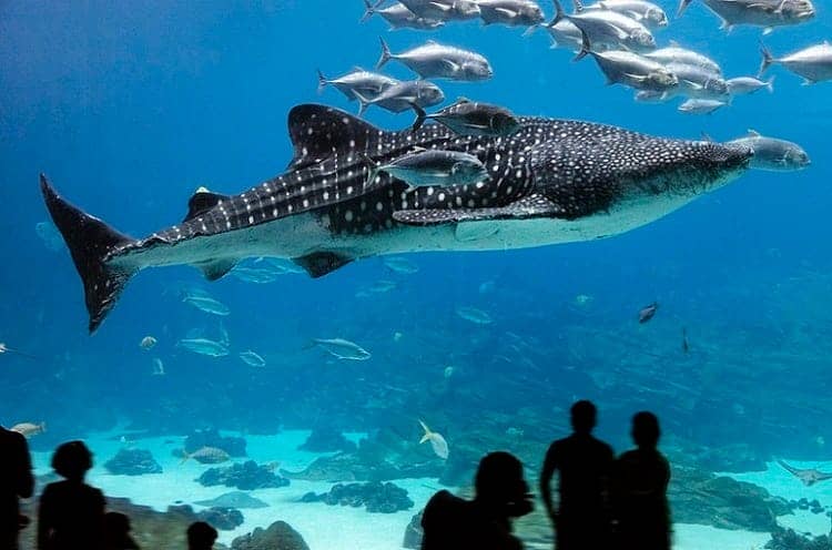 Local Marine Species