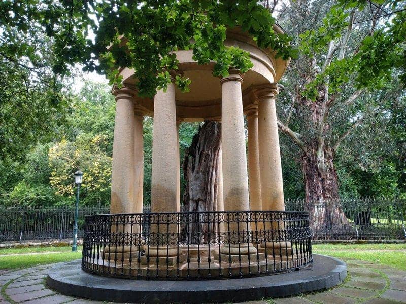 Trunk of the Historic Tree