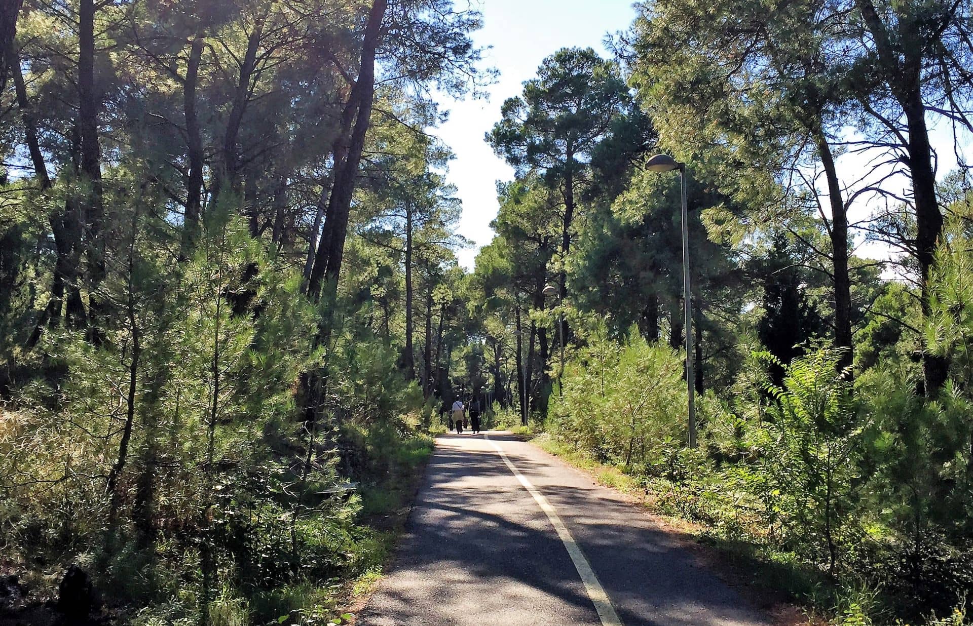 Forest Trails