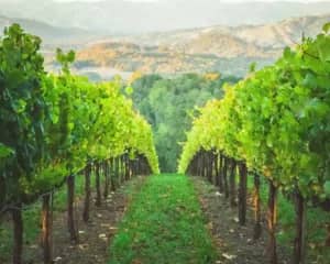 Vineyard Vistas