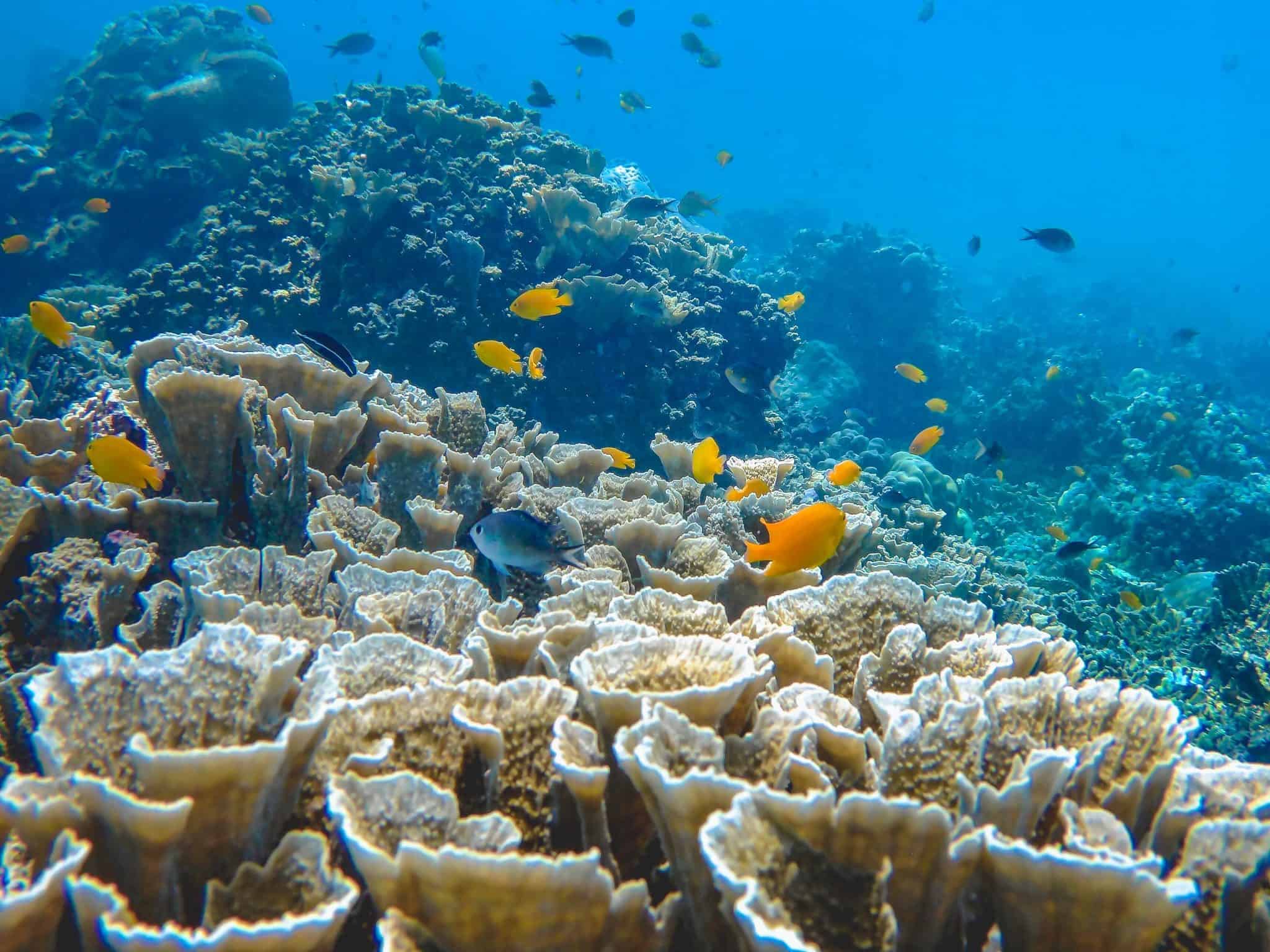 Underwater Wonders