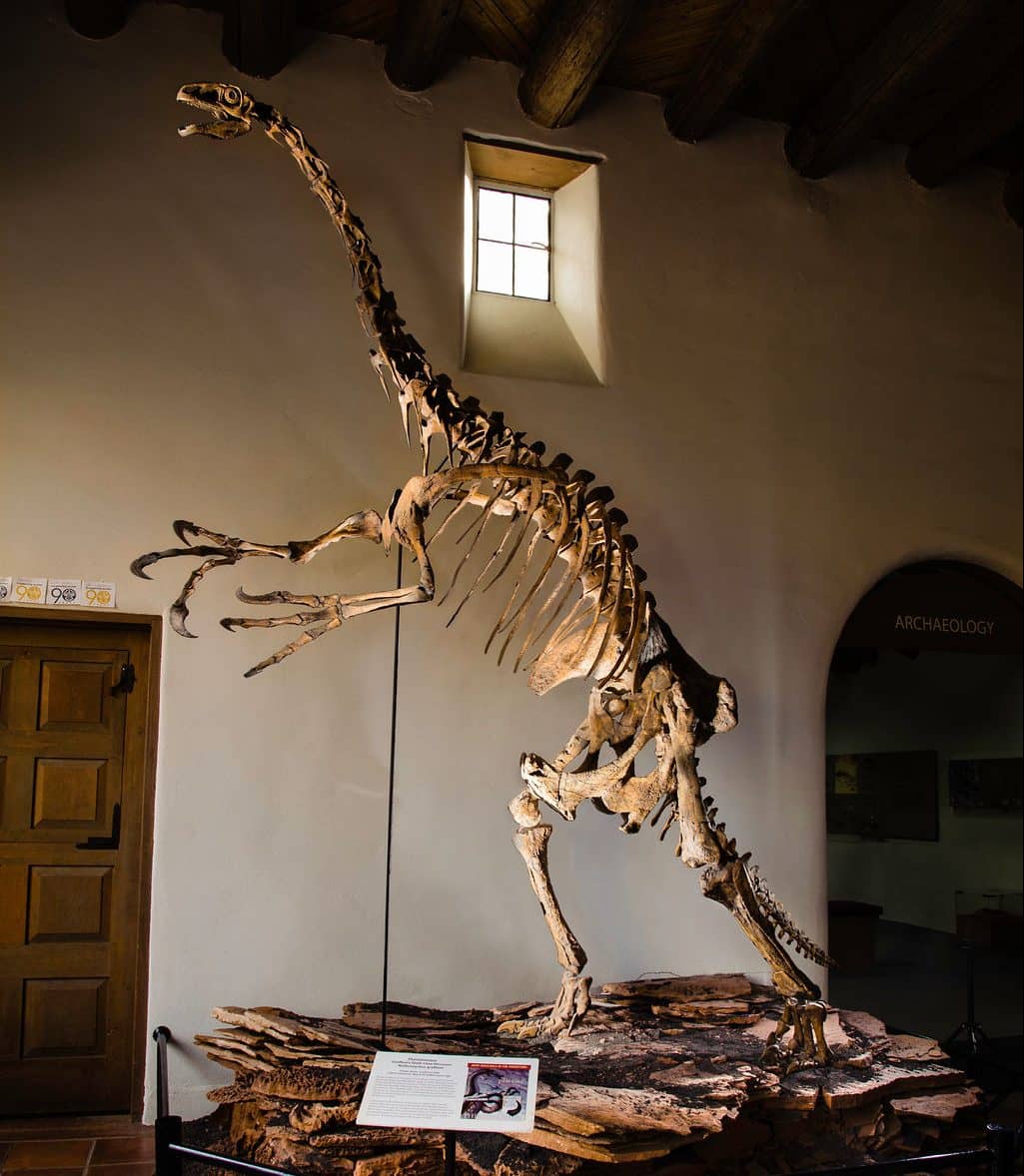Dinosaur Fossils