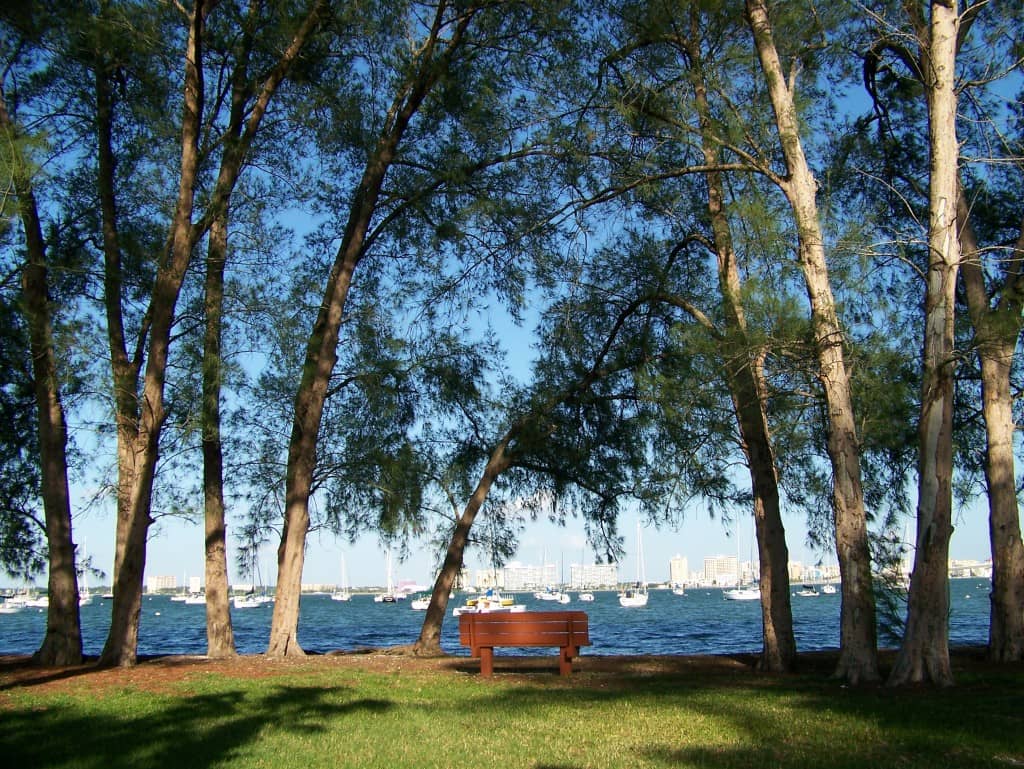 Banyan Tree