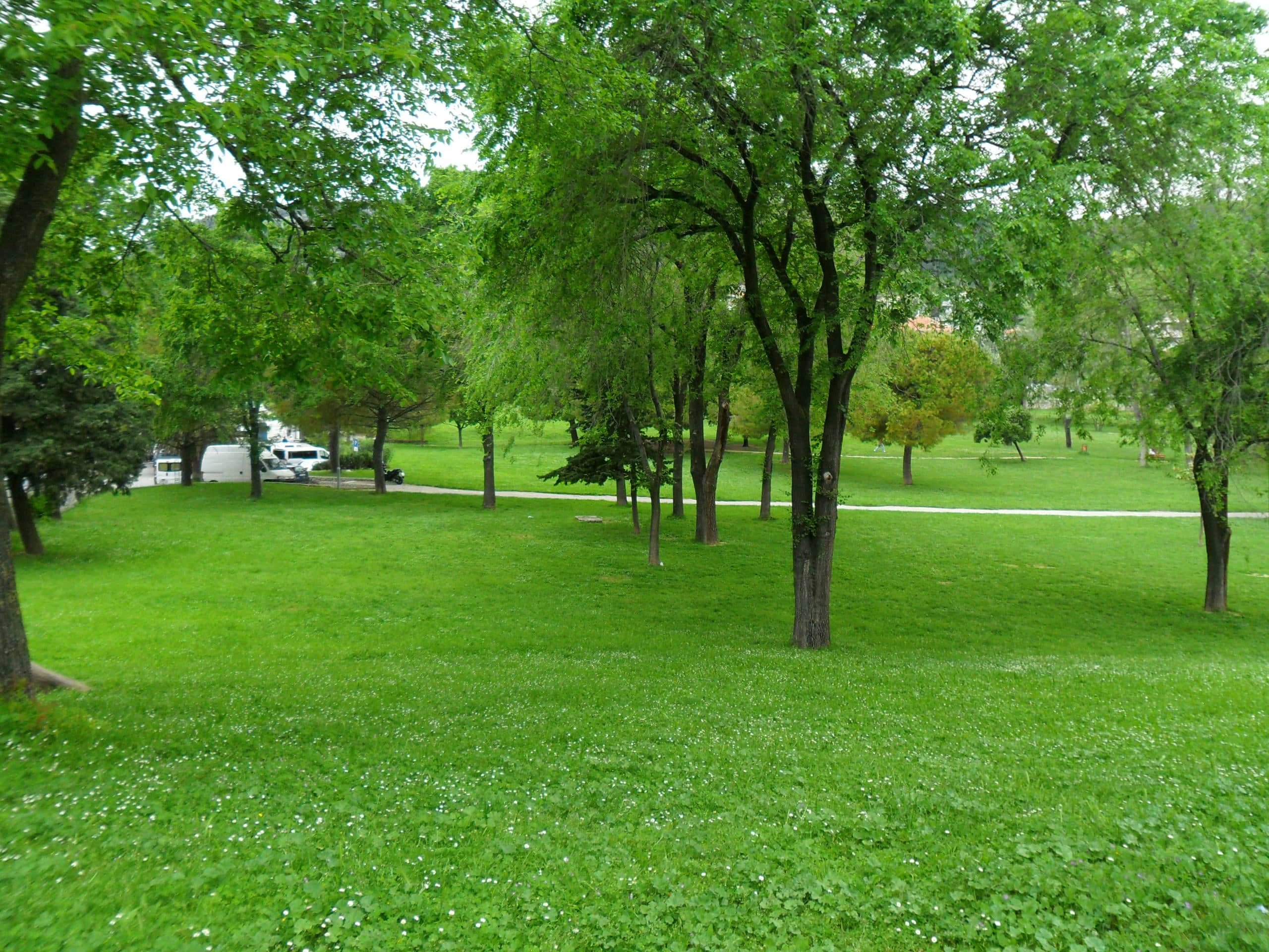 Open Meadows