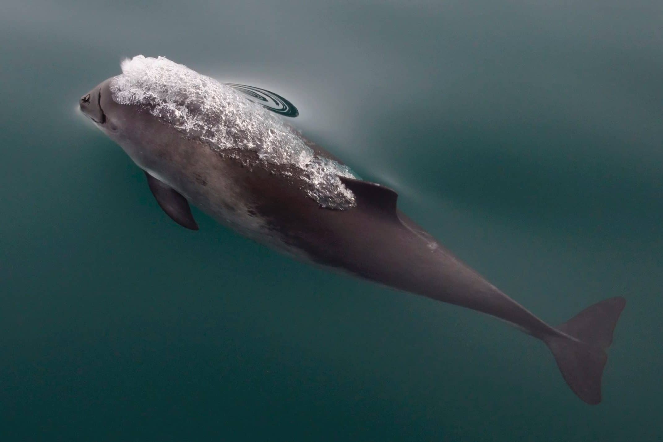 Harbor Porpoise Spotting