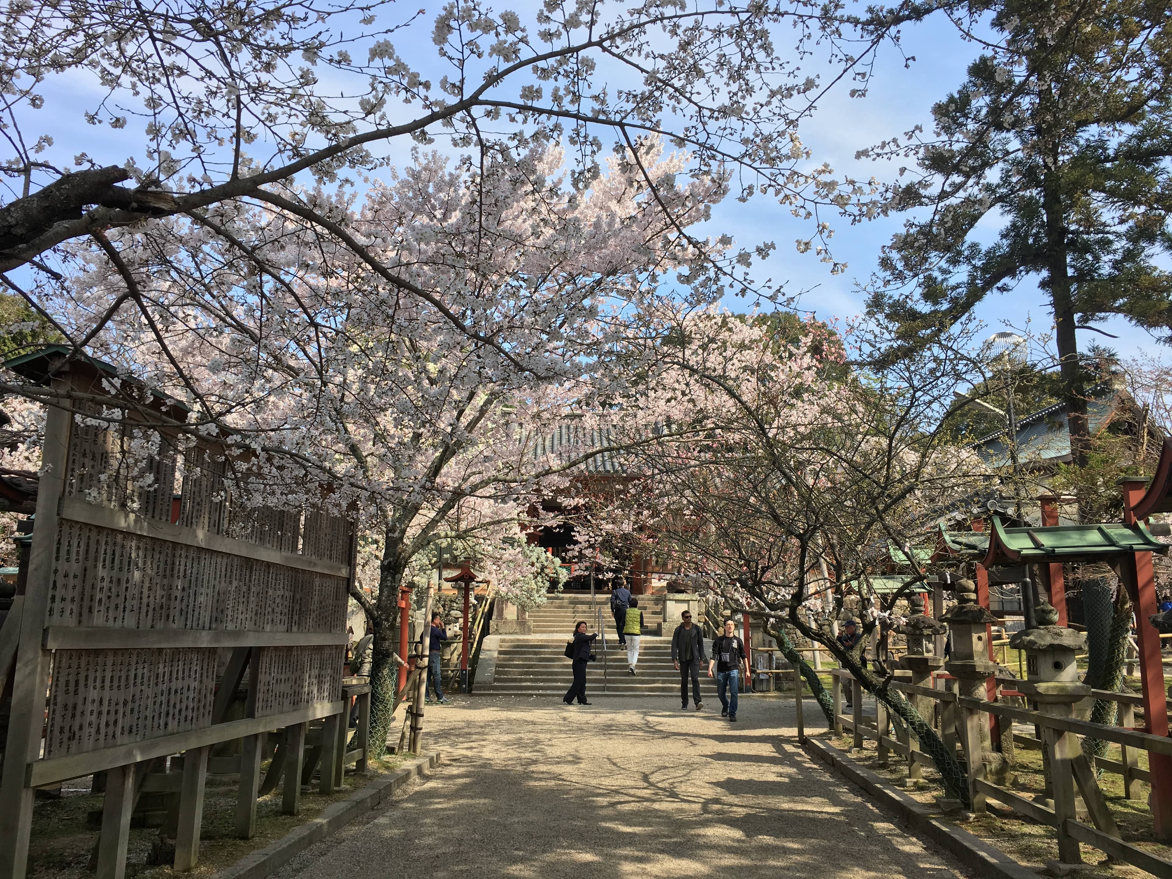 Cherry Blossoms (Seasonal)