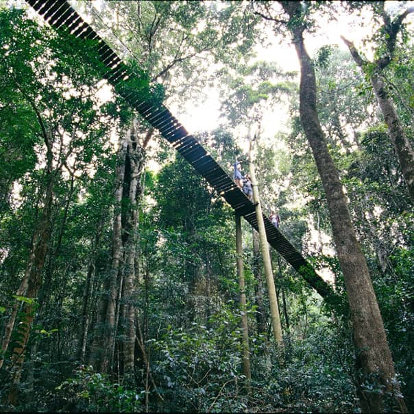 Tree Top Walk