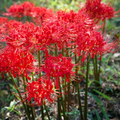 Spider Lily Lawn