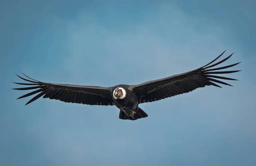 Andean Condor Spotting