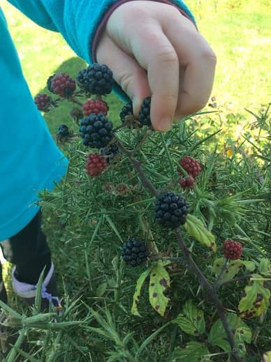 Blackberry Picking