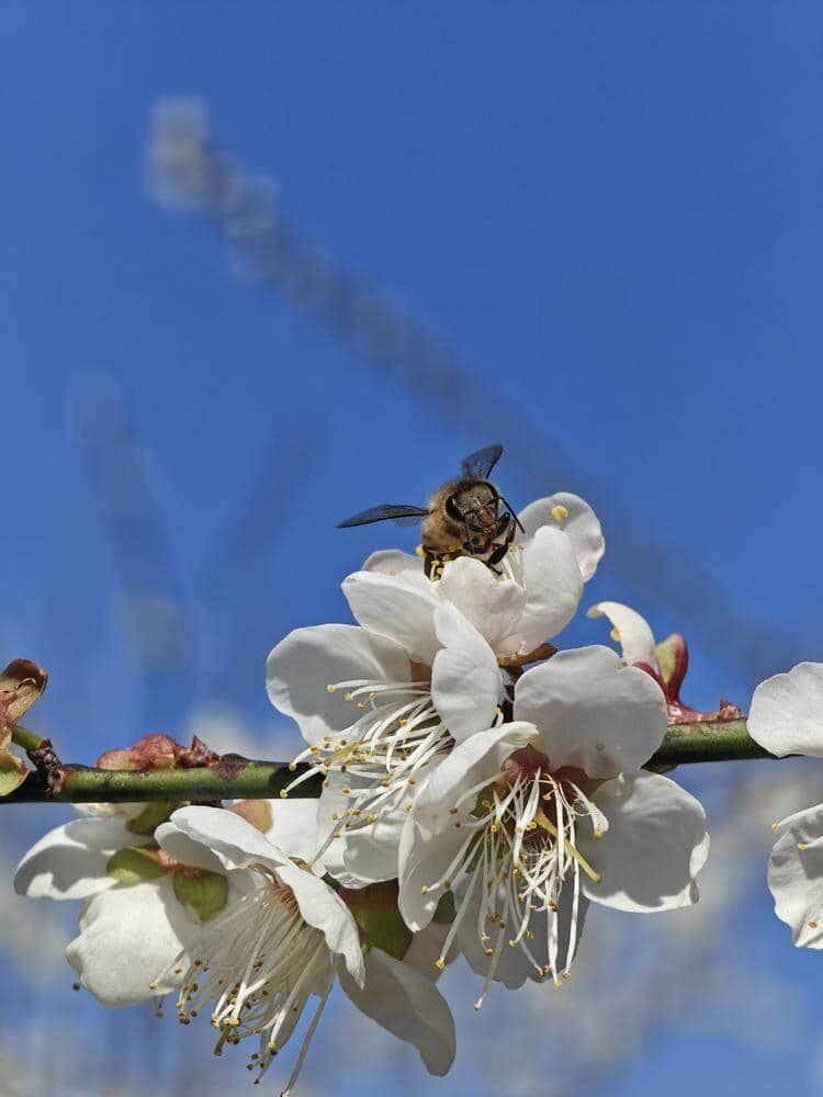 Liuxi Xiangxue (Plum Blossom Snow)