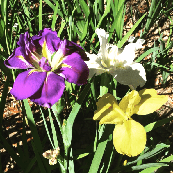 Louisiana Iris Blooms
