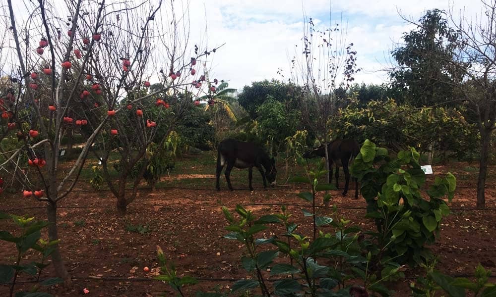 Meet the Resident Animals