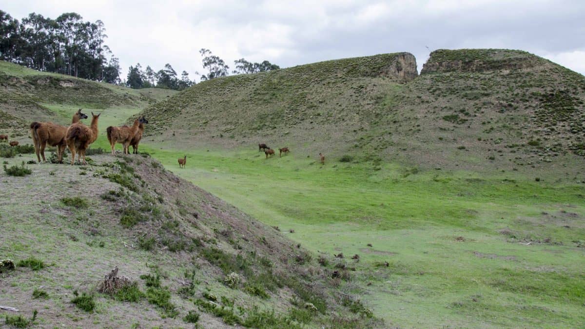 Llama Encounters