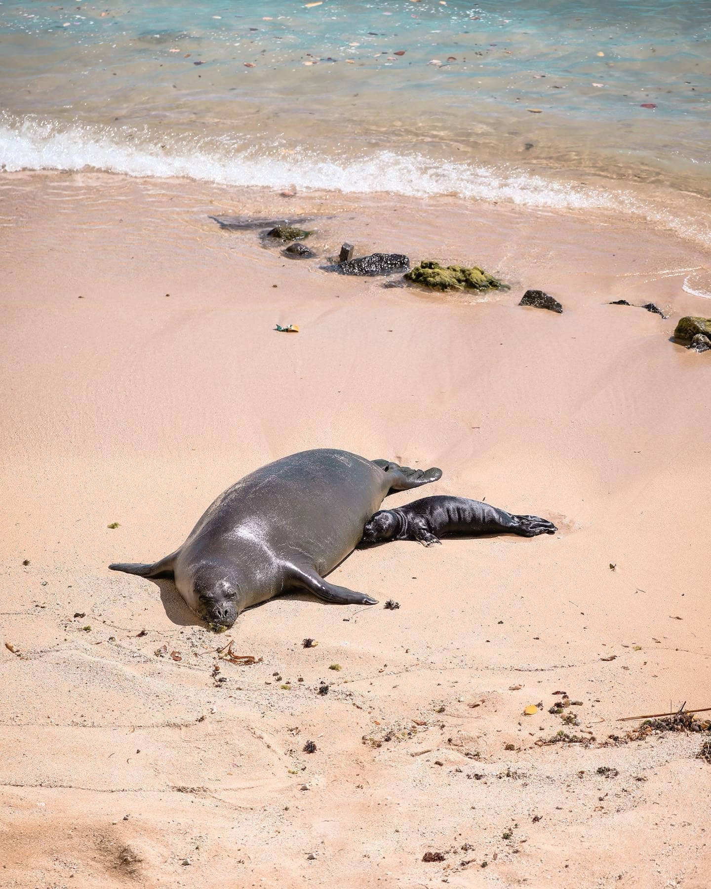 Hawaiian Monk Seals
