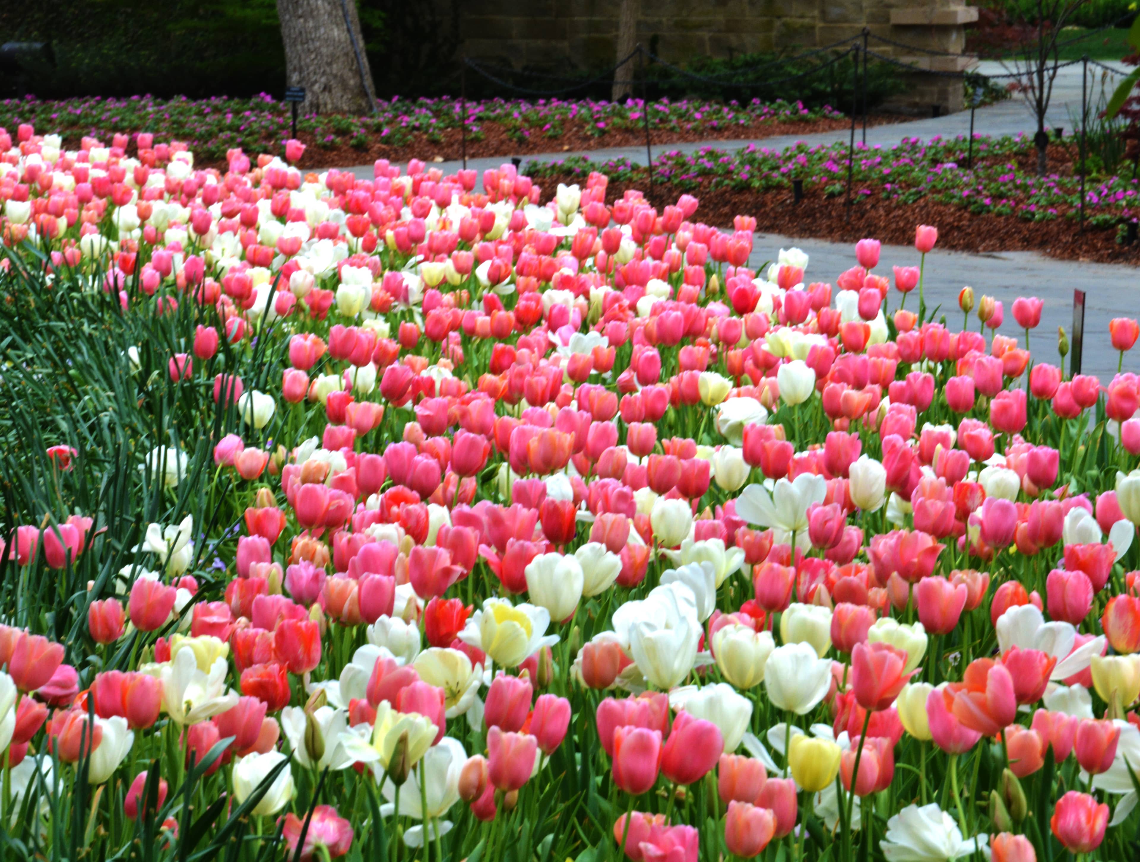 Dallas Blooms