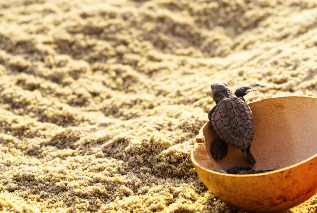 Turtle Hatching Observation
