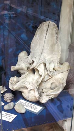 Whale Skull