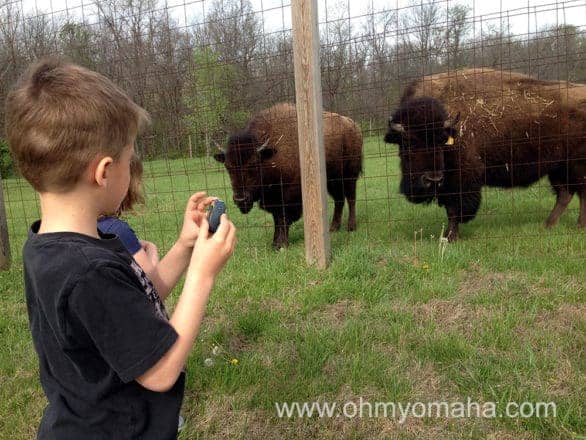 The Bison Herd