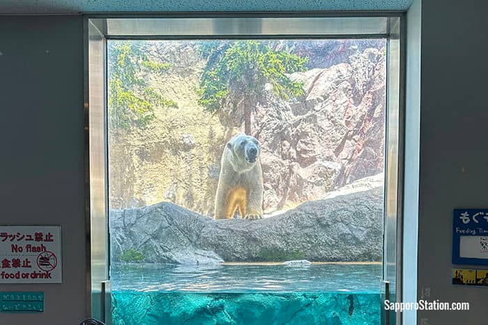 Polar Bear & Tiger Enclosures