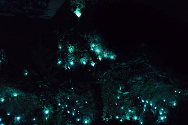 Glow Worm Tour