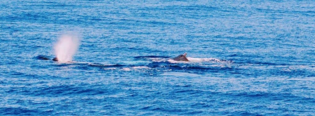 Whale Watching (Seasonal)