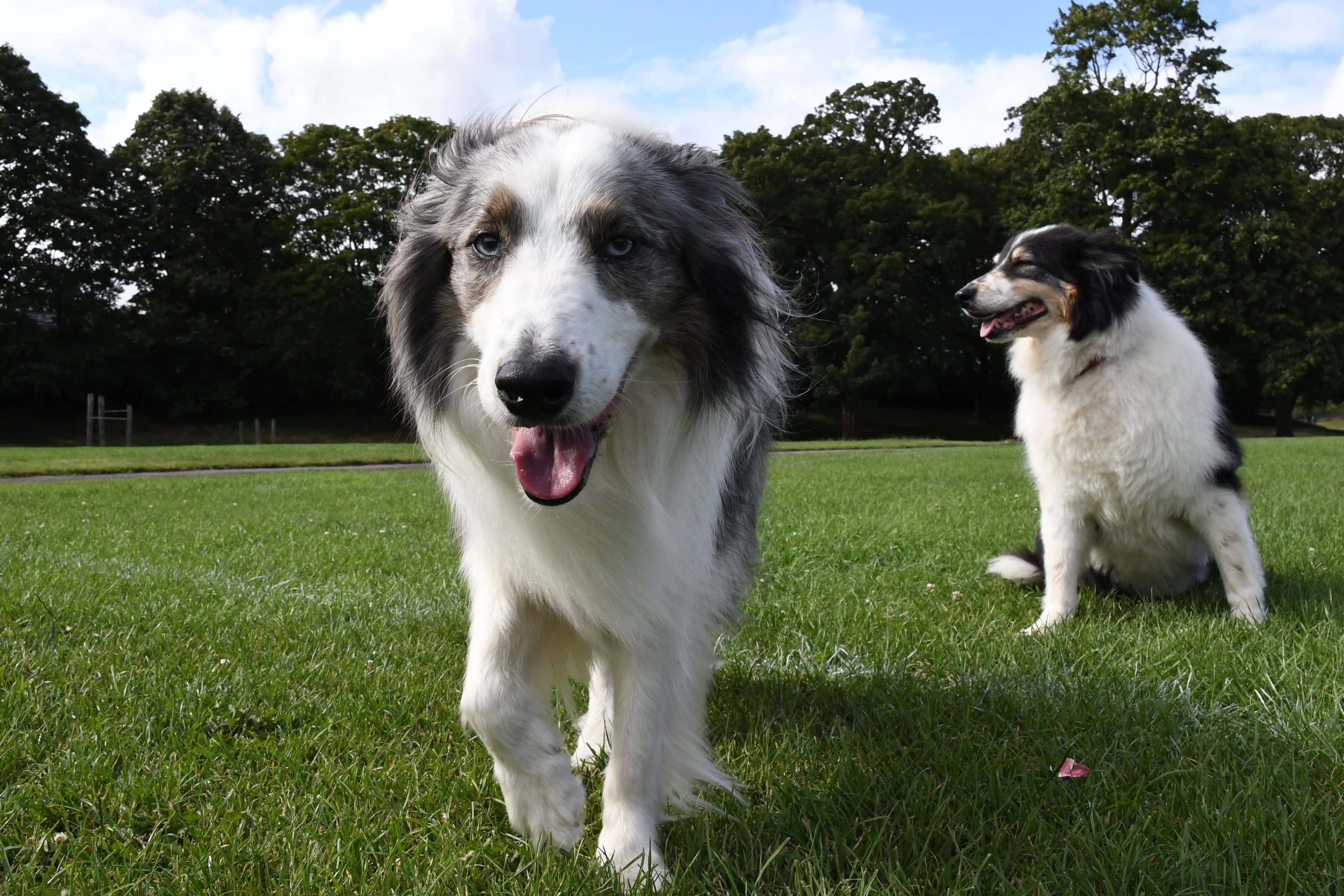 Dog-Friendly Atmosphere