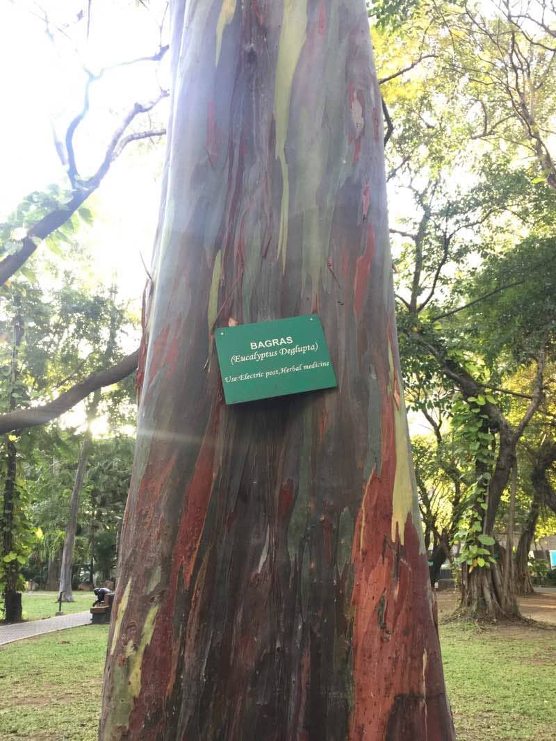 Rainbow Eucalyptus Trees