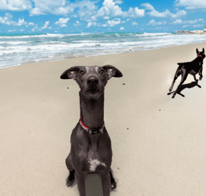 Off-Leash Dog Beach