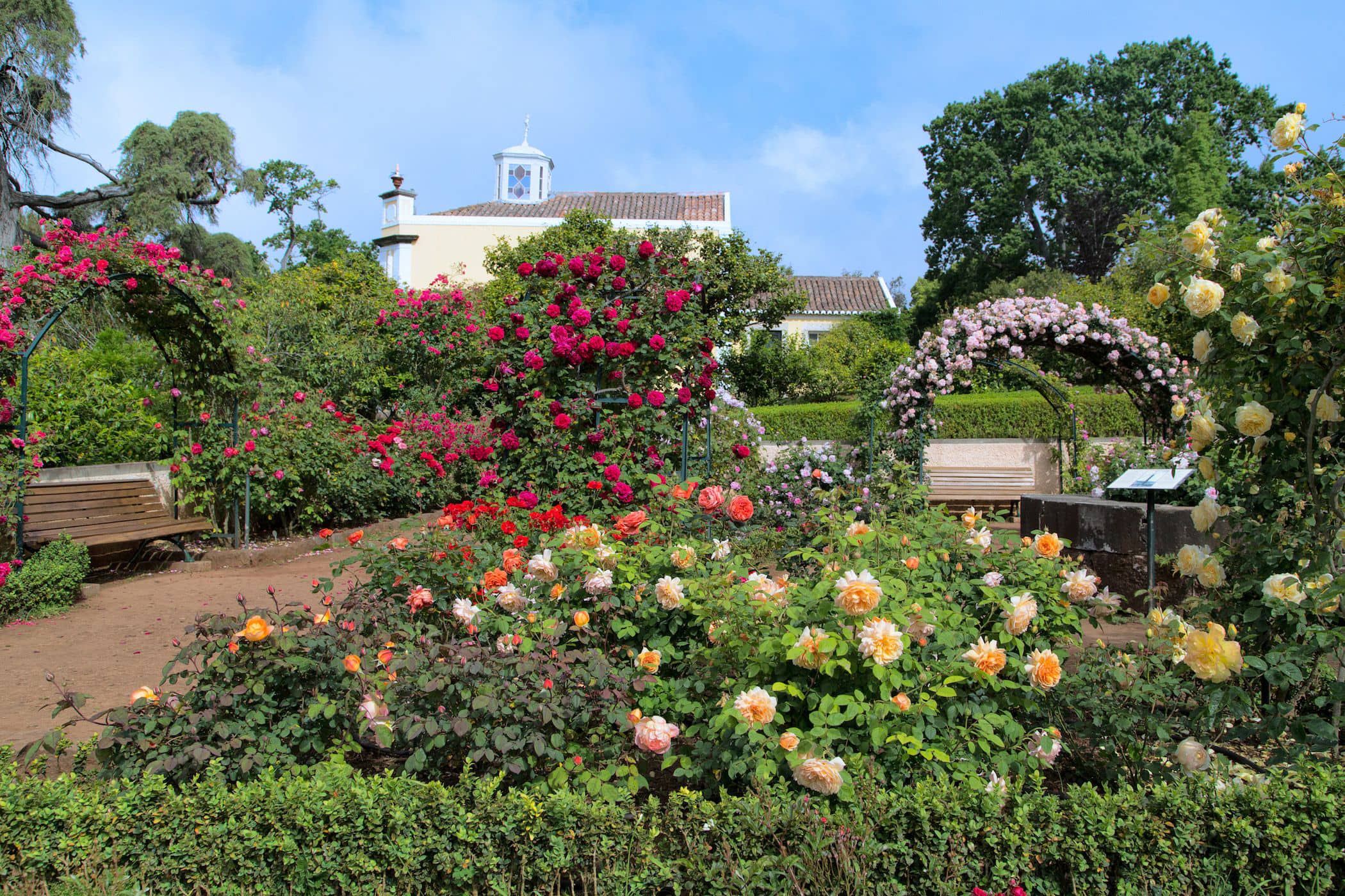 Rose Garden