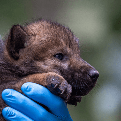 Baby Animal Sightings
