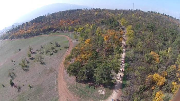 Tranquil Forest Trails