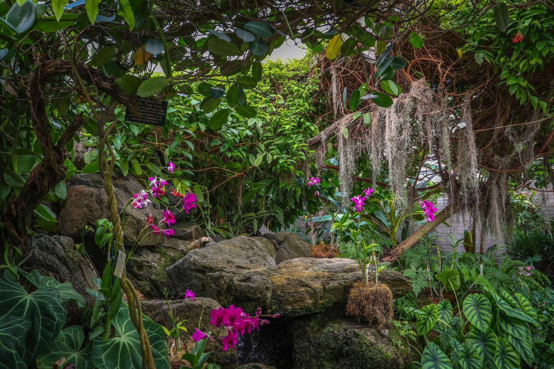 The Jungle Garden
