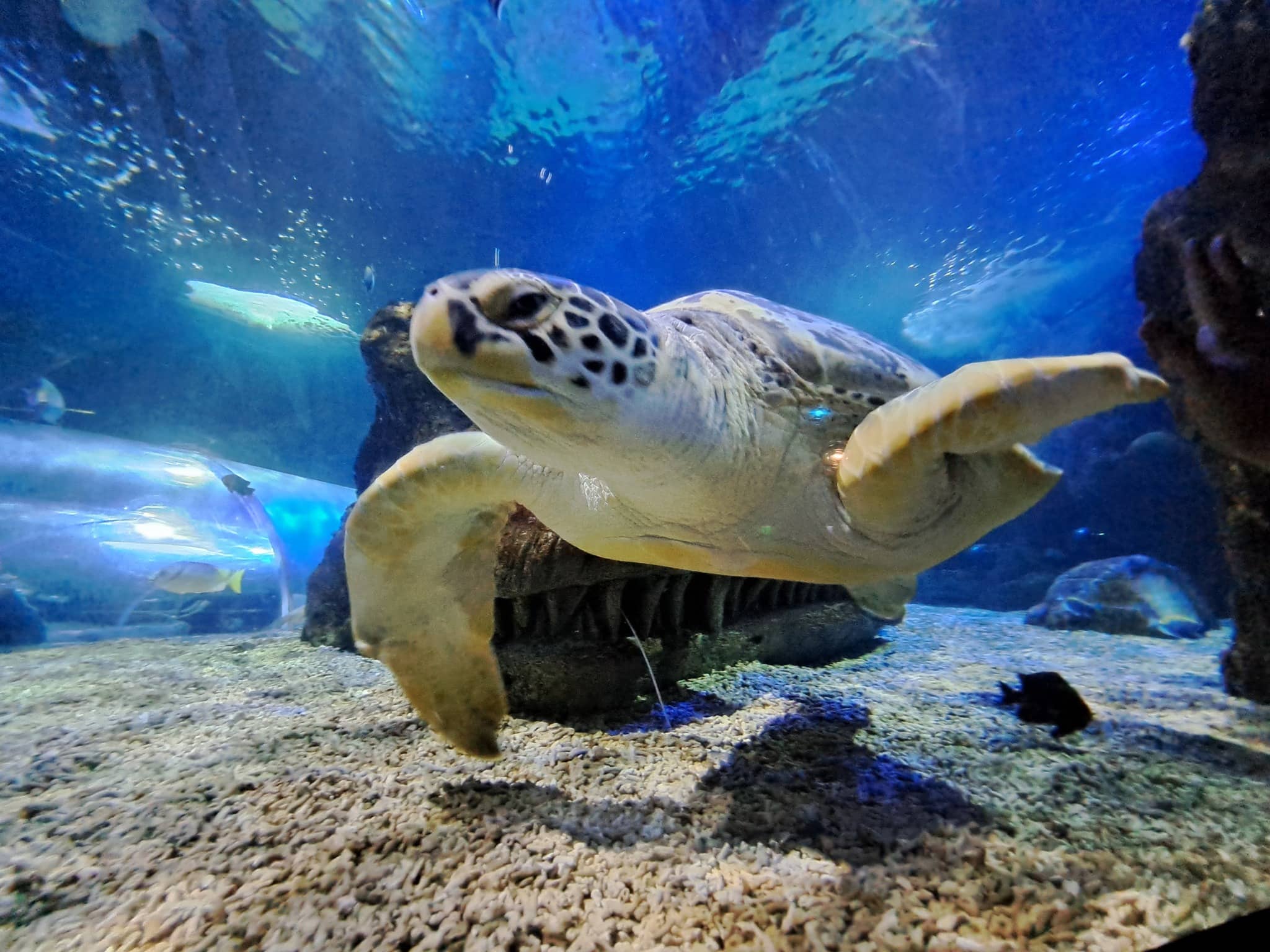 Sea Turtle 'Yellow'
