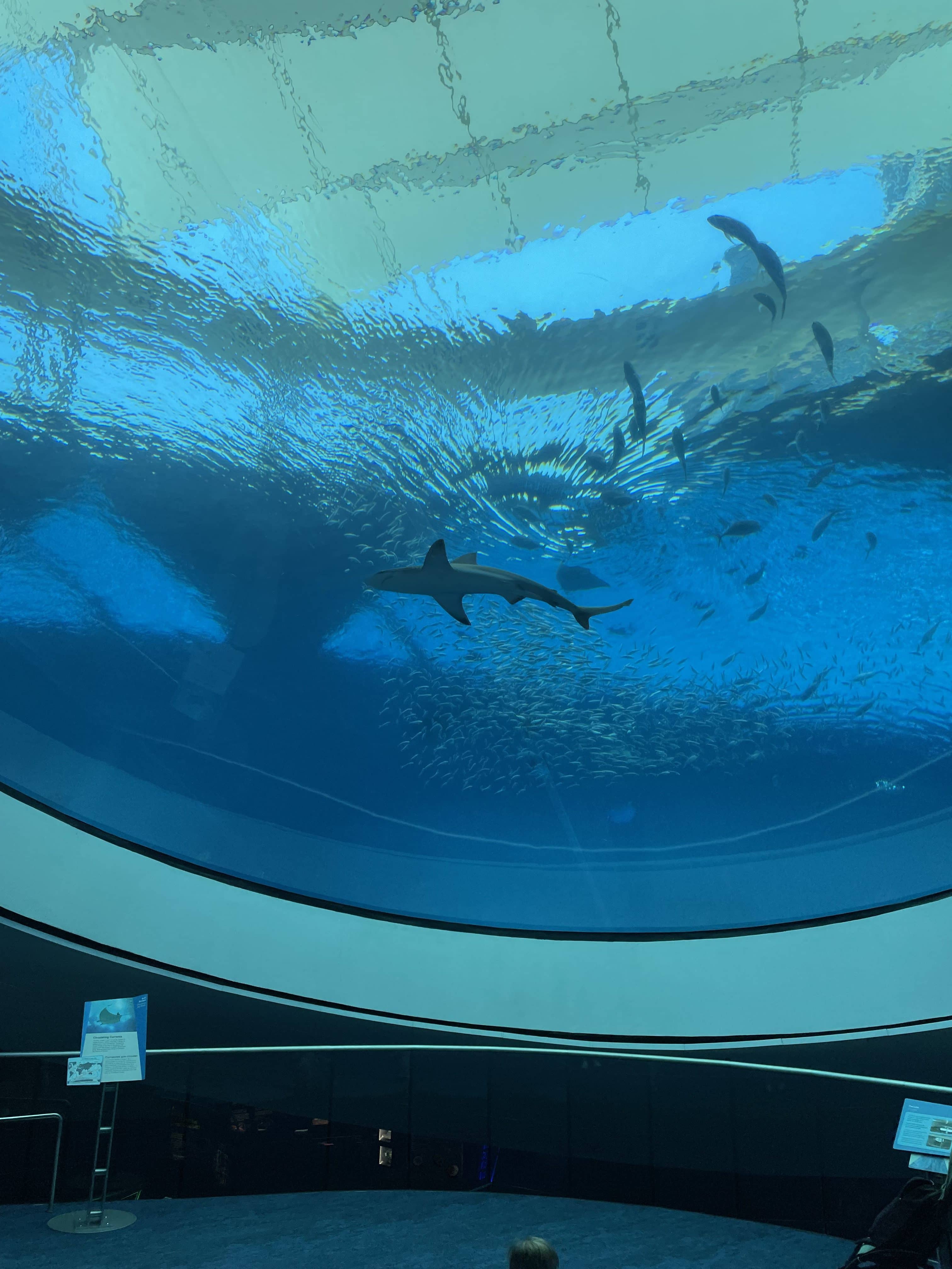 Aquarium & Live Animals