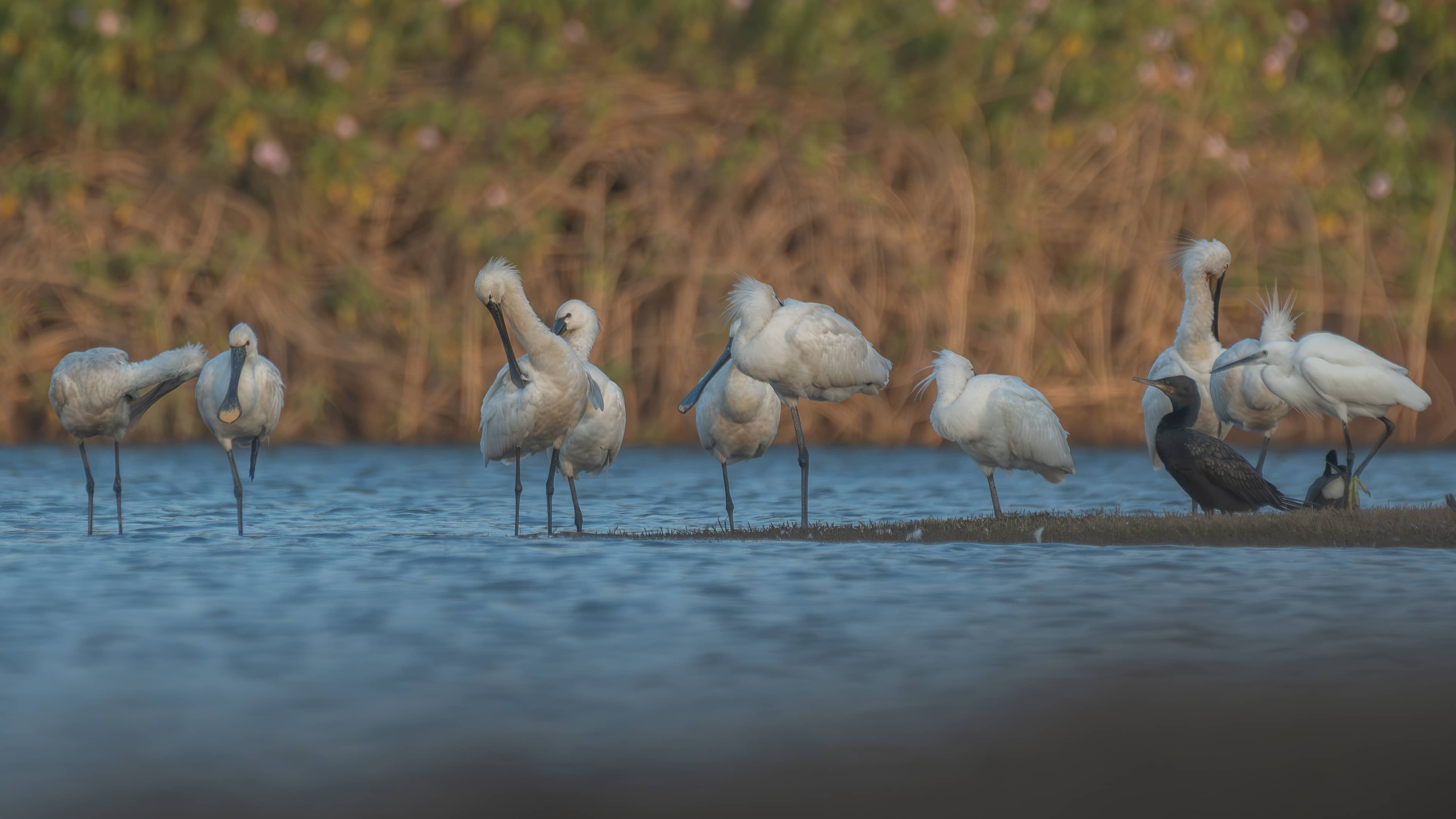 Birdwatching Paradise