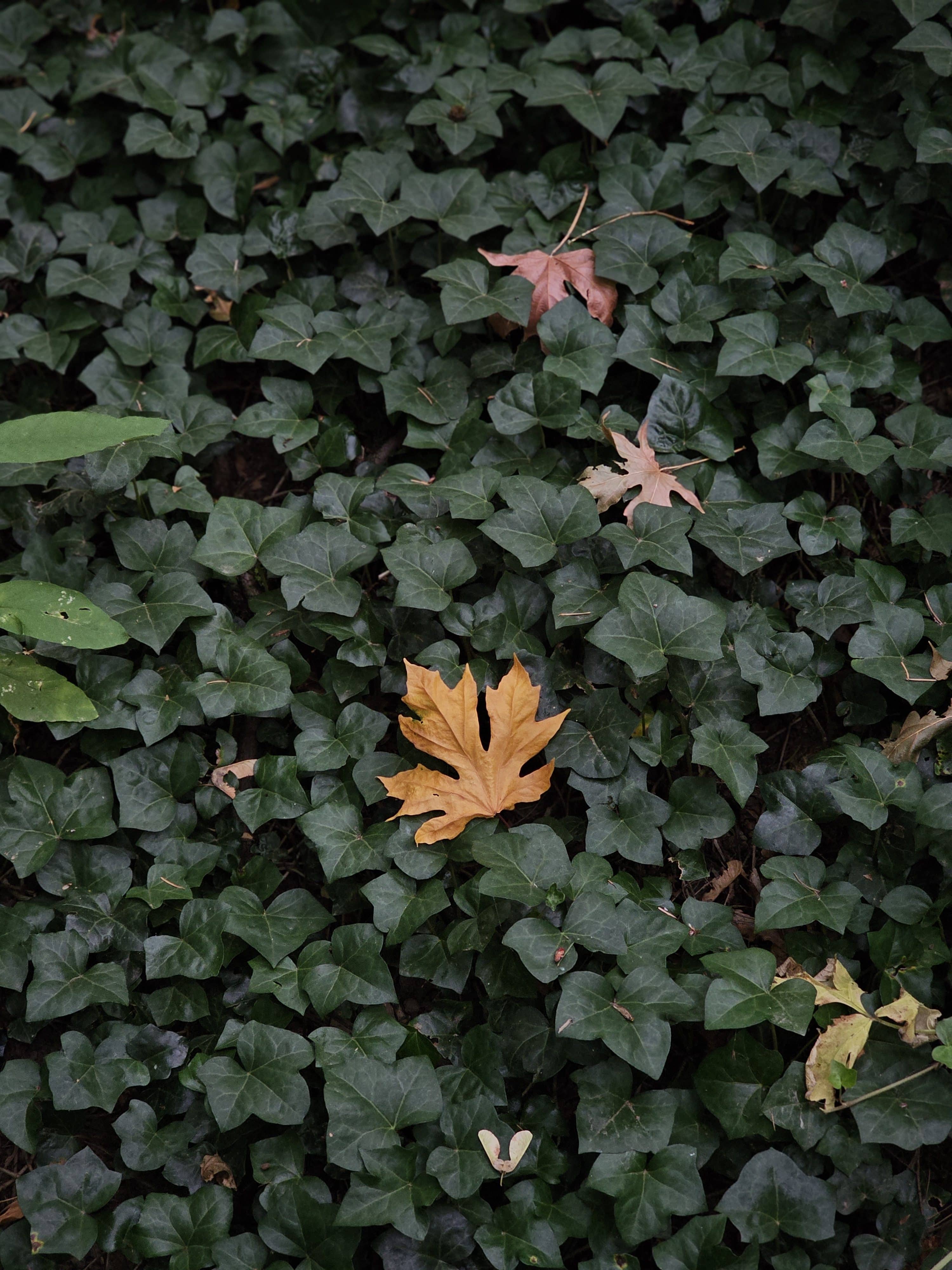 Vibrant Fall Colors