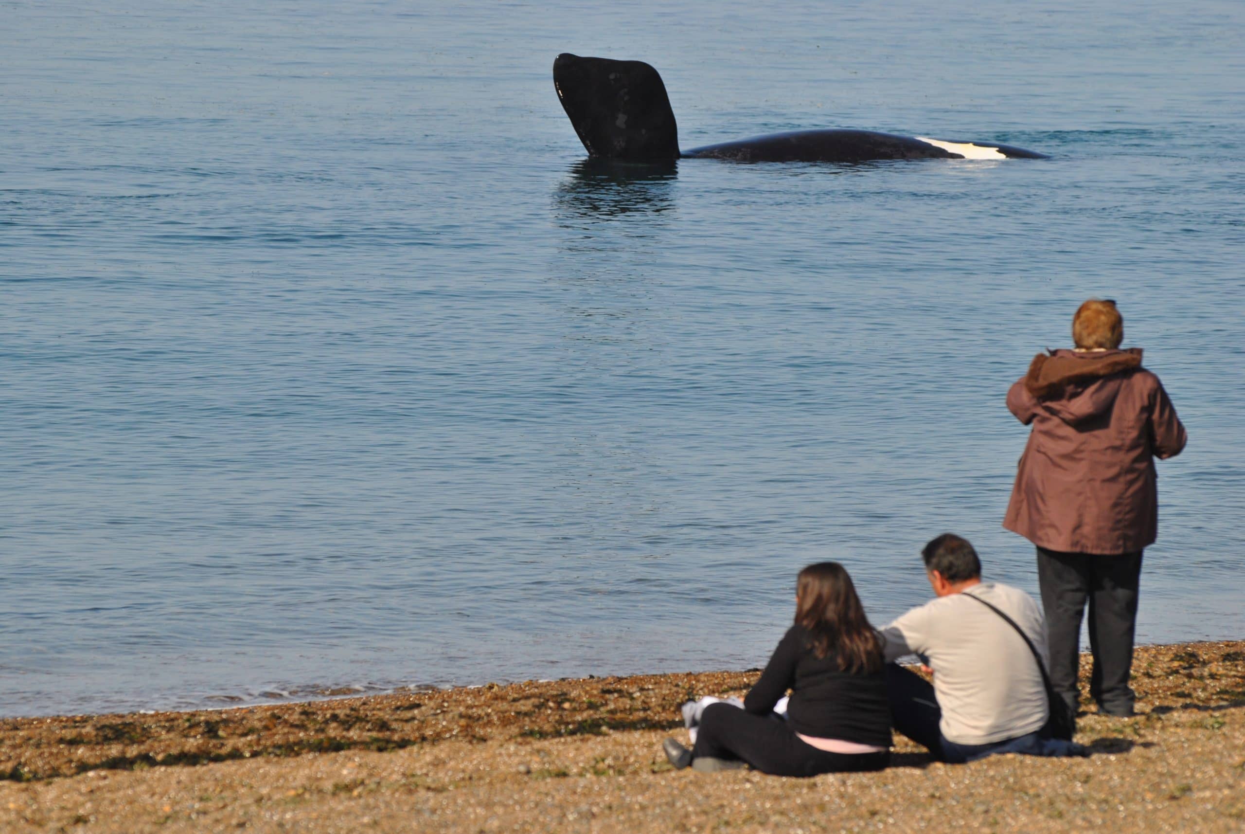 Whale Watching from Shore