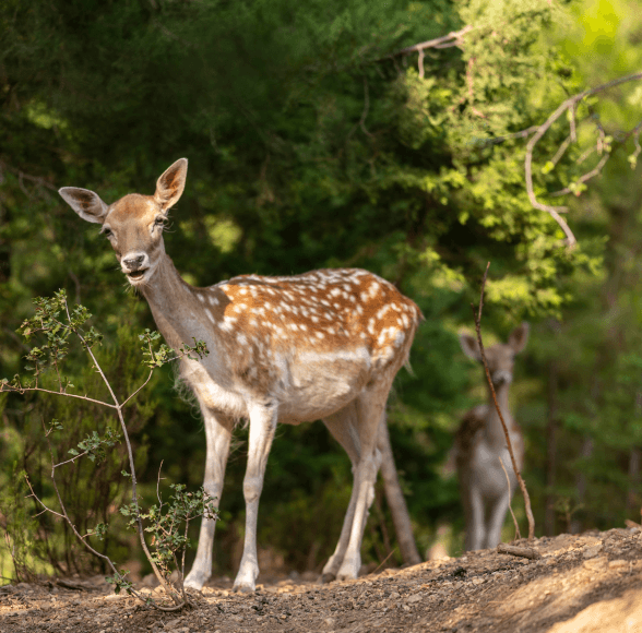 Charming Animal Encounters