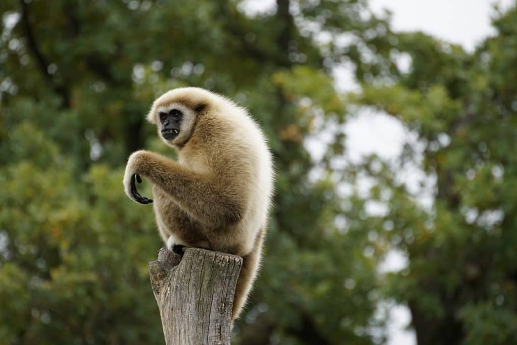 Gibbon Rehabilitation Center