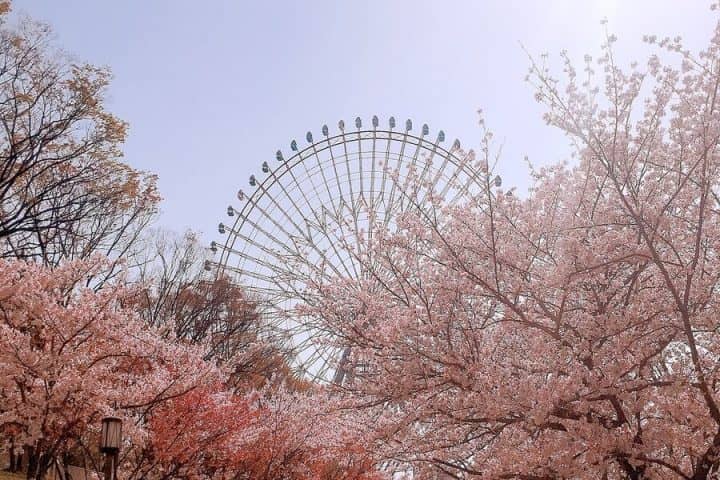 Cherry Blossoms (Seasonal)