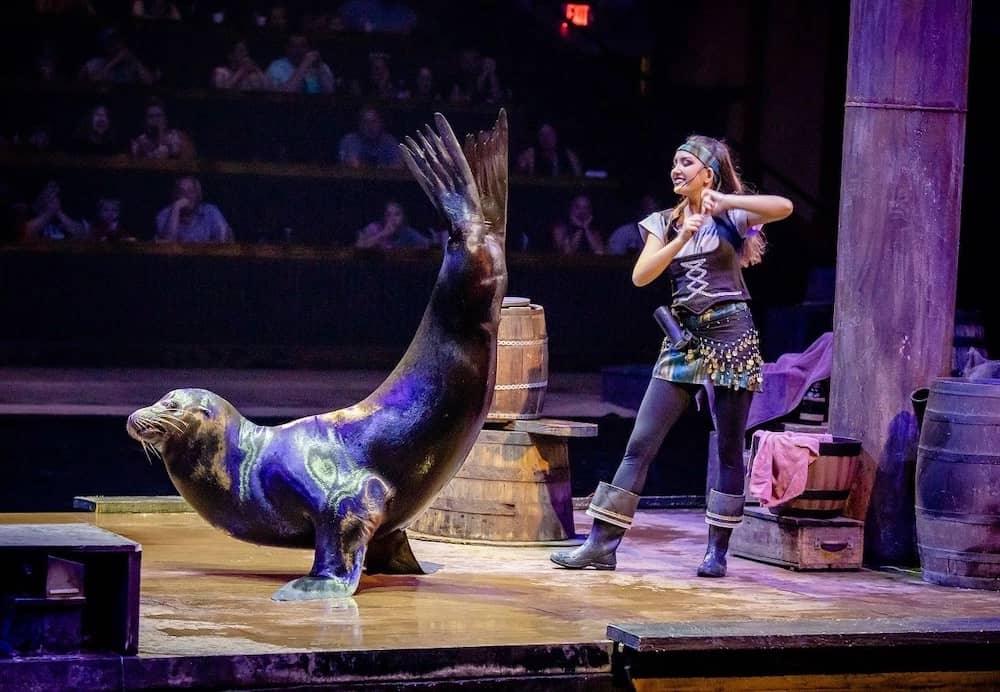 Animal Acts