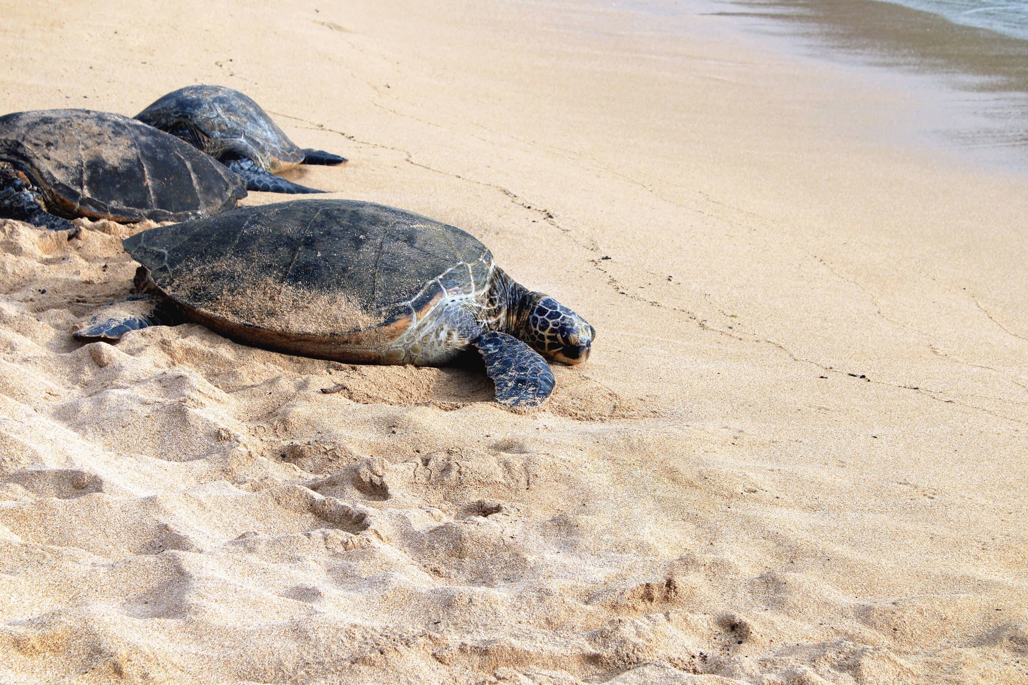 Sea Turtle Release