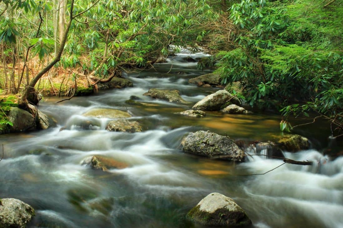 Lush Greenery & Nature