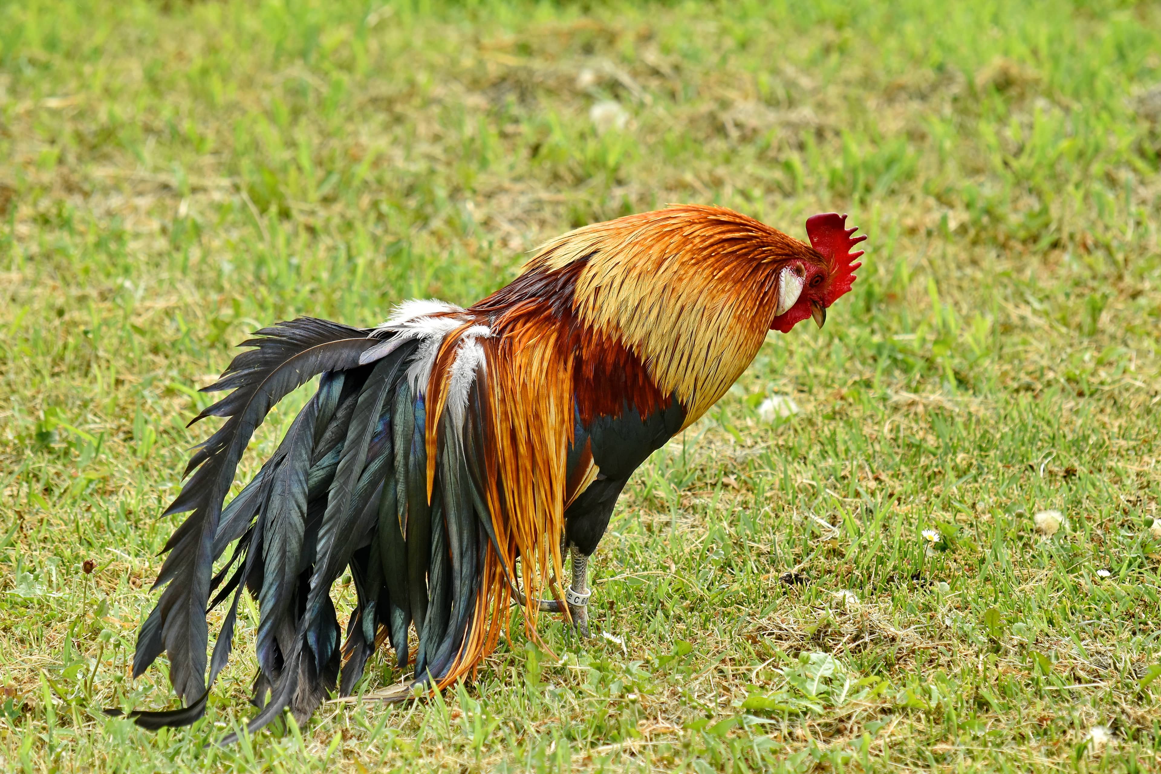 Bello Poultry Farm