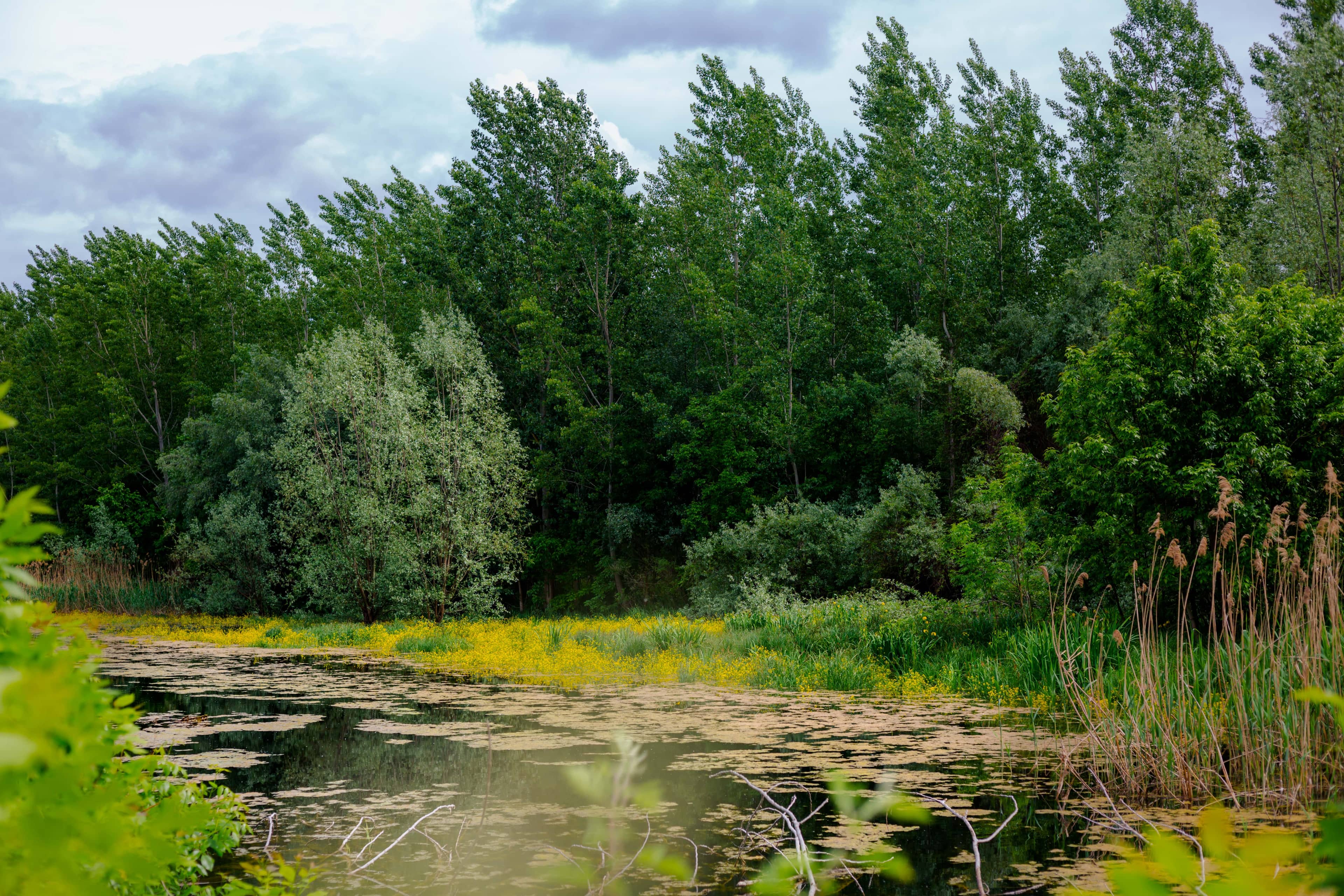 Tranquil Nature Walks