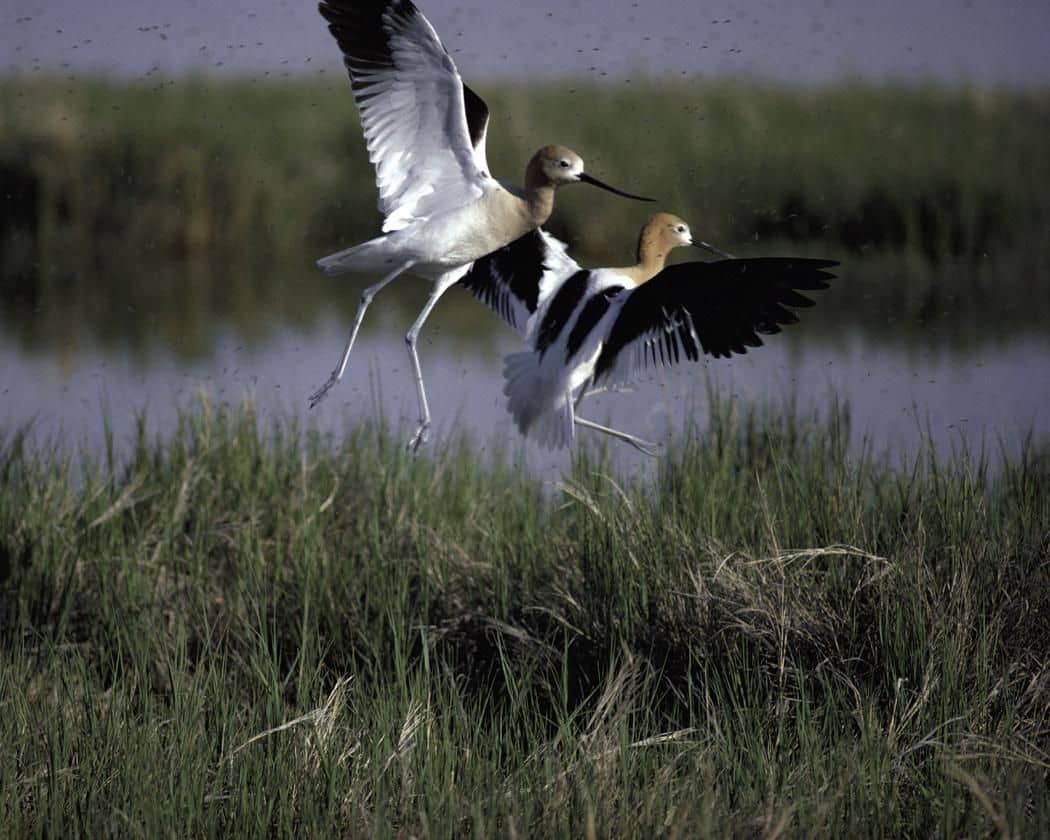 Bird Identification