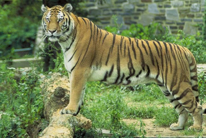 Medium Tiger Encounter